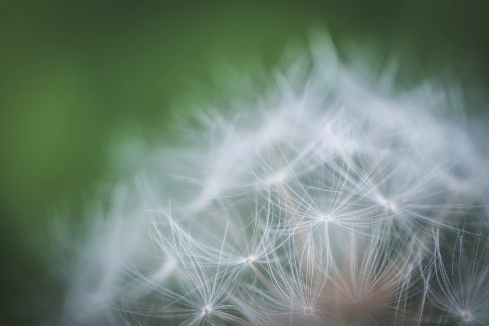 Shallow Focus Photography Of White Petaled Flower