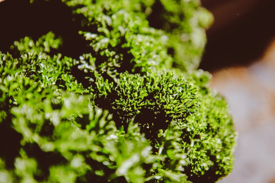 Selective Focus Photography Of Plant