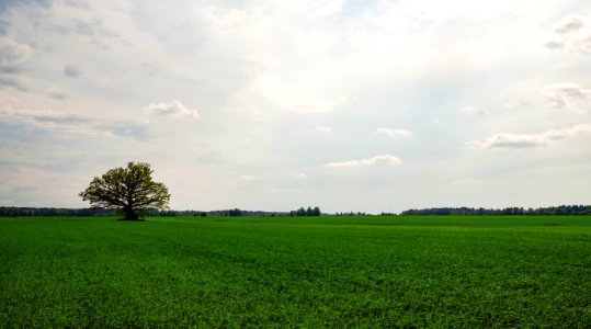 Photography Of Tree In A Field