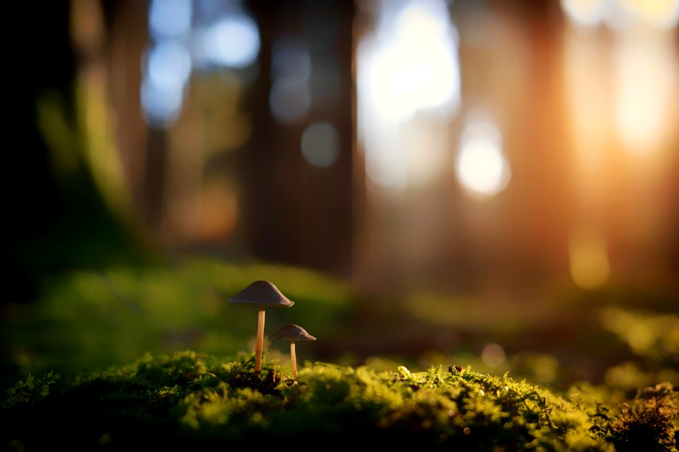 Shallow Focus Photography Of Brown Mushrooms