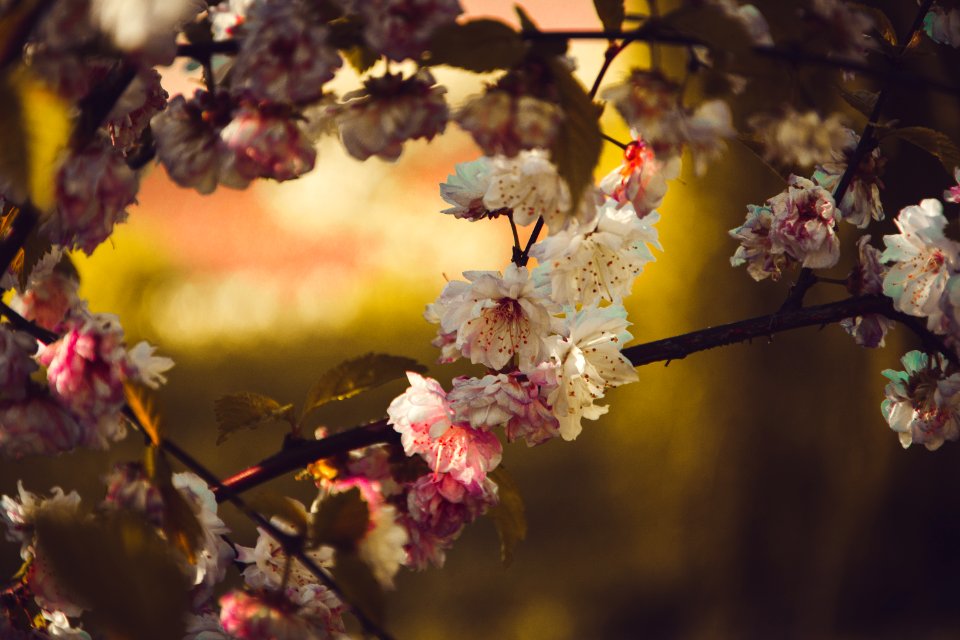 Selective Focus Photography Of White Petaled Flower