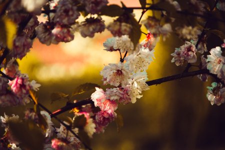 Selective Focus Photography Of White Petaled Flower