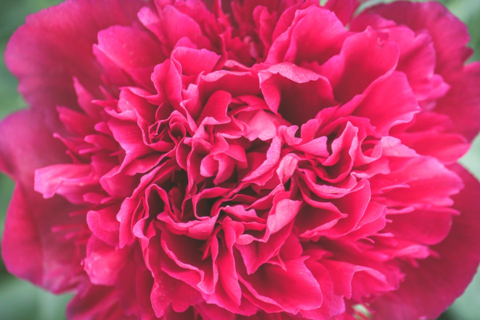 Close Up Photo Of Pink Petaled Flower