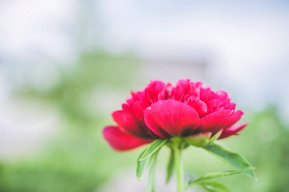 Shallow Focus Photography Red Petaled Flower