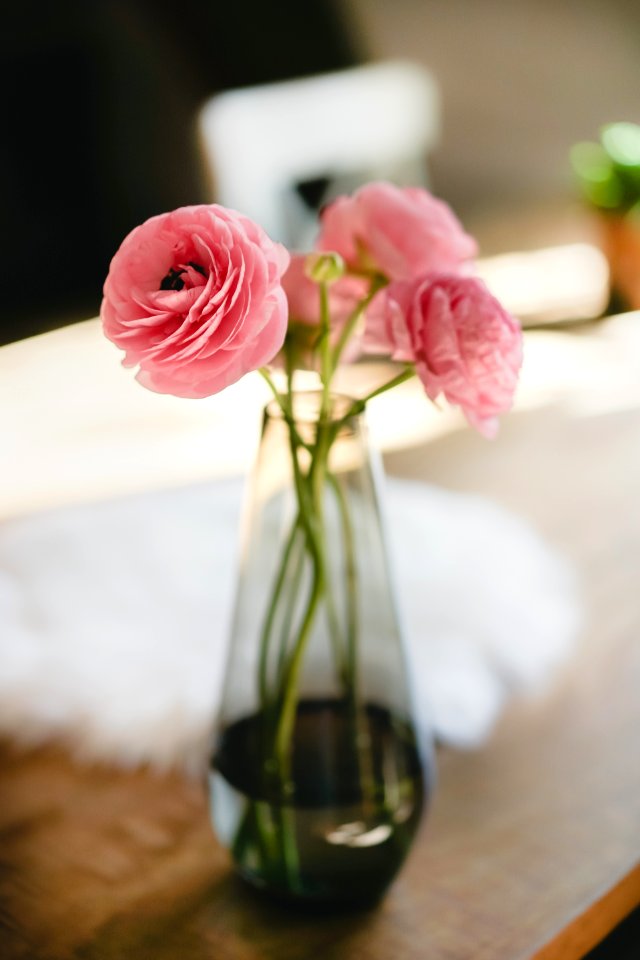 Shallow Focus Photography Of Three Pink Flowers photo