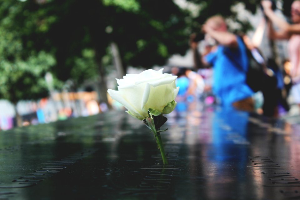 Selective Focus Photo Of Wise Rose On Black Surface