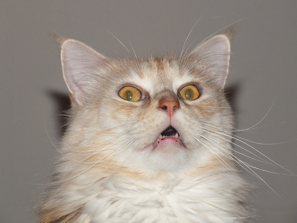 Pet cat cat maine coon cat