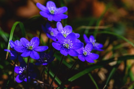 Close View Of Purple Flowers