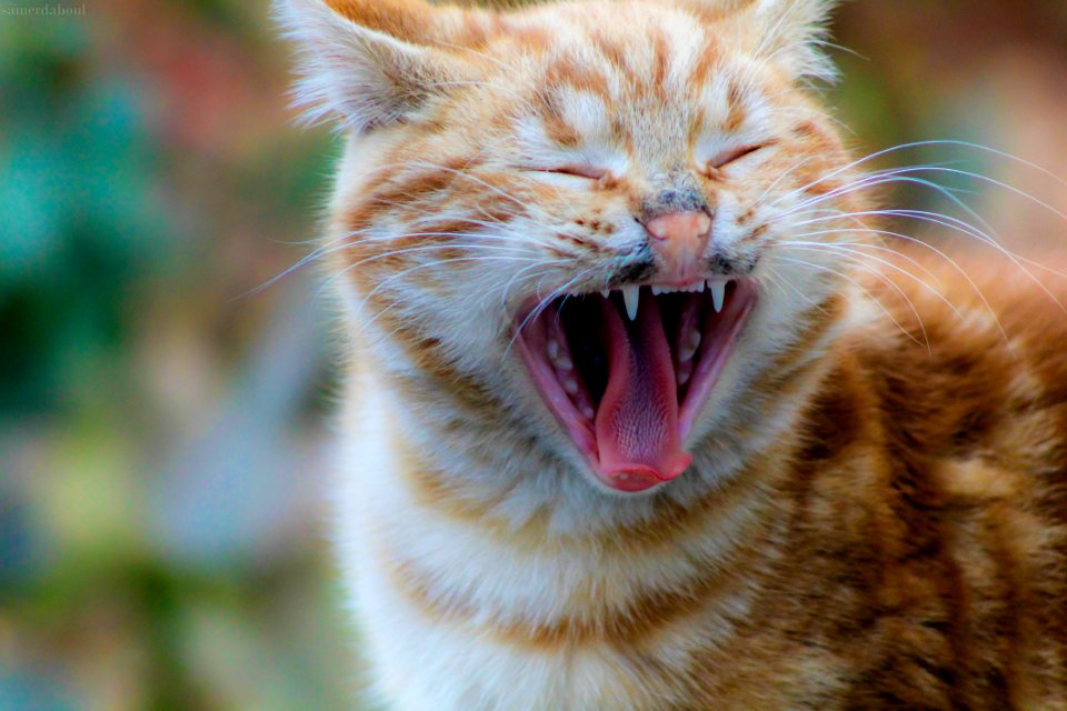 Selective Focus Photography Of Yawning Orange Tabby Cat