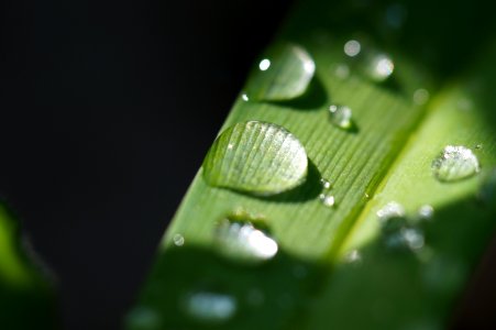 Water Dew Drop Green photo