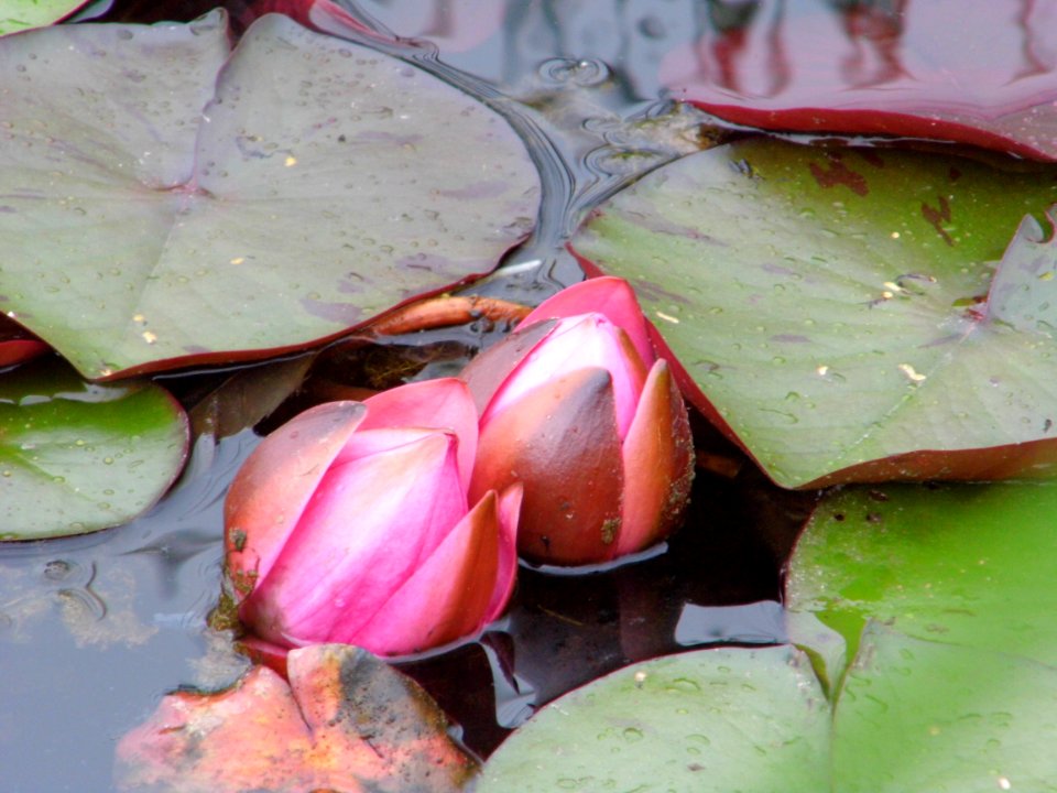 Plant Flower Leaf Flora