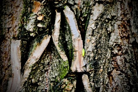 Tree Woody Plant Trunk Plant