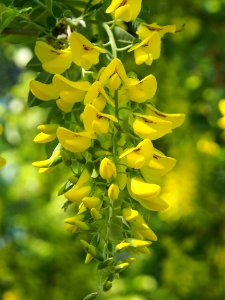 Yellow Flora Flower Plant