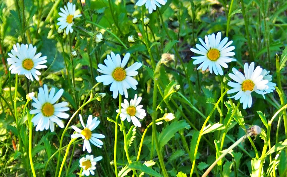Flower Oxeye Daisy Plant Flora