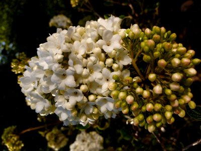 Plant Viburnum Flora Nannyberry