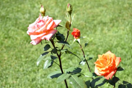 Flower Rose Family Rose Plant