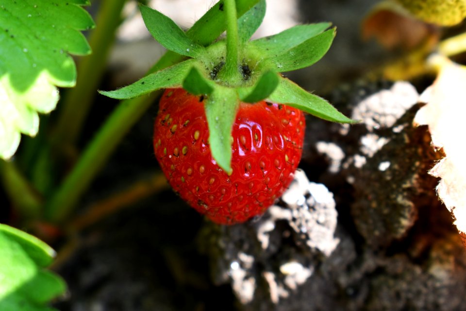 Strawberry Strawberries Natural Foods Fruit