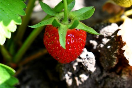 Strawberry Strawberries Natural Foods Fruit