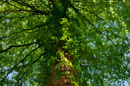 Tree Ecosystem Nature Temperate Broadleaf And Mixed Forest