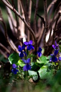 Flora Plant Flower Flowering Plant