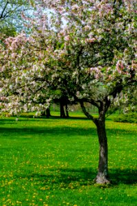 Tree Blossom Spring Flora