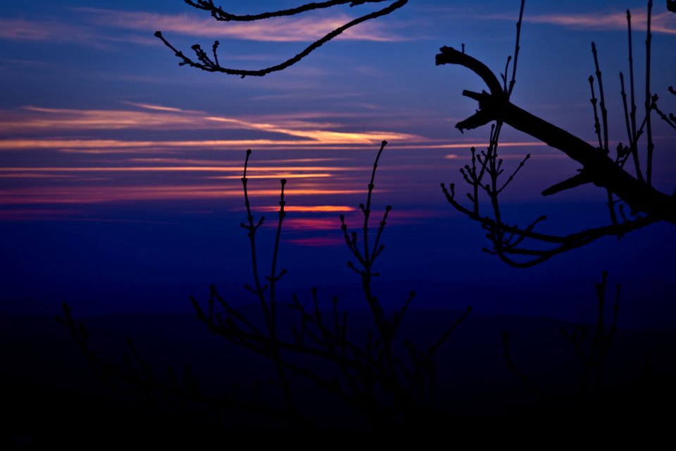 Sky Branch Sunrise Dusk