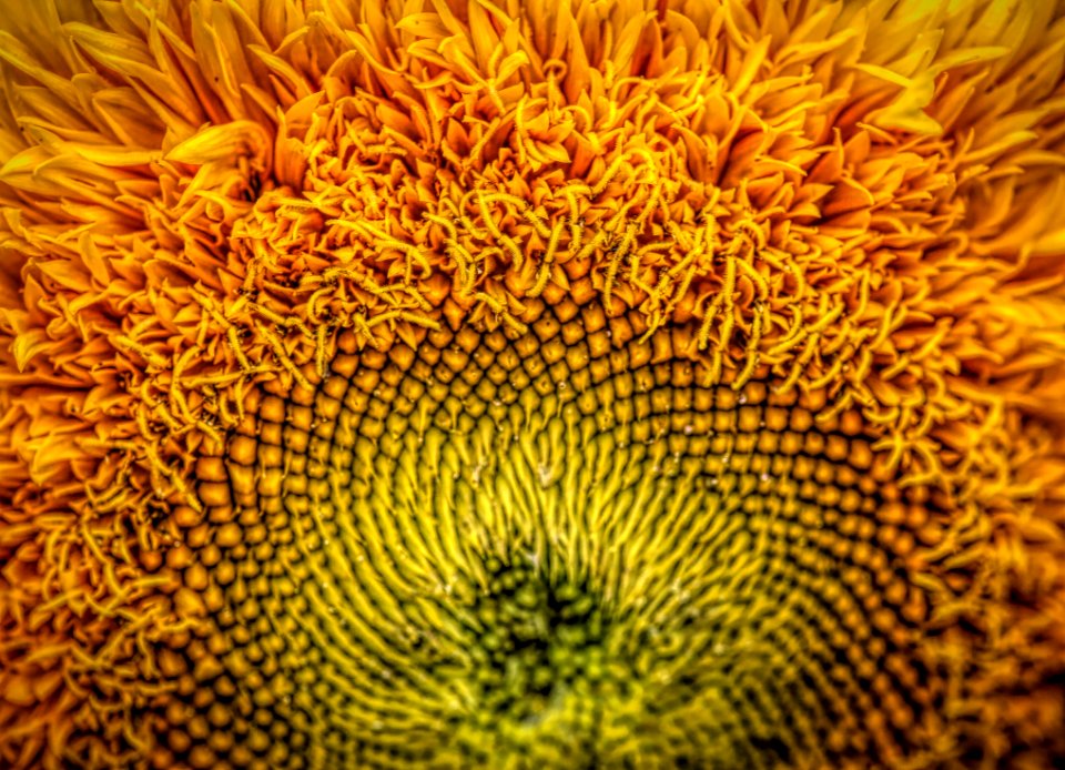 Sunflower Flower Yellow Sunflower Seed