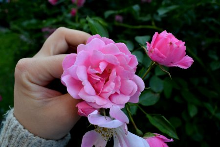 Flower Plant Pink Rose photo