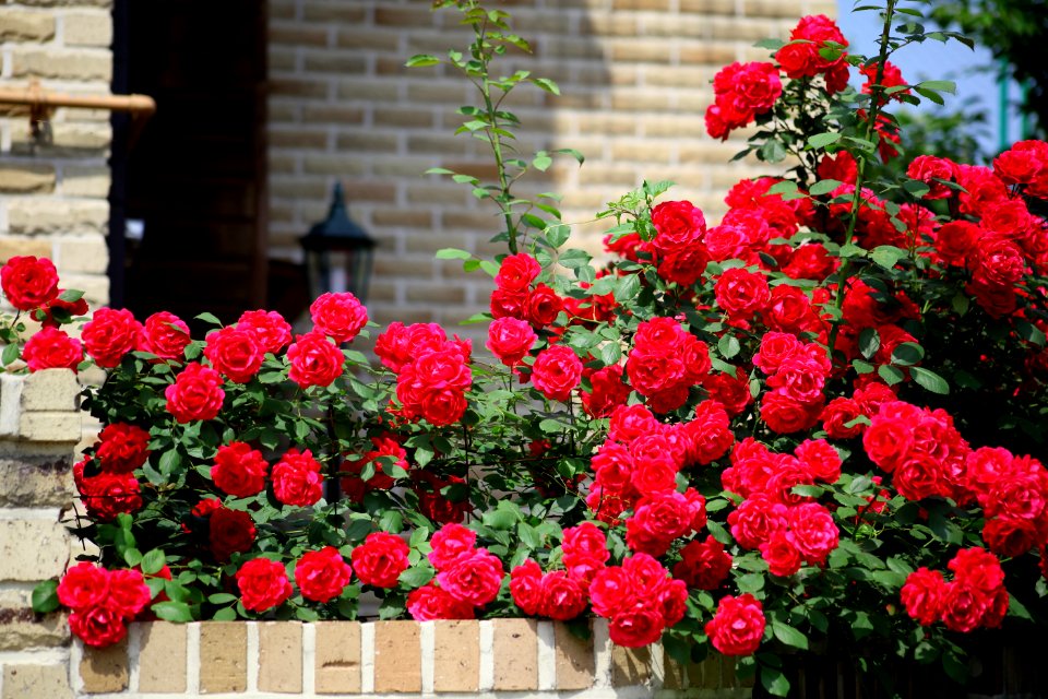 Flower Plant Rose Garden Roses
