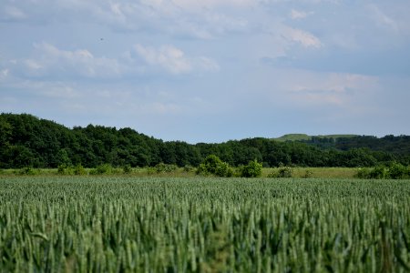 Field Crop Vegetation Sky photo