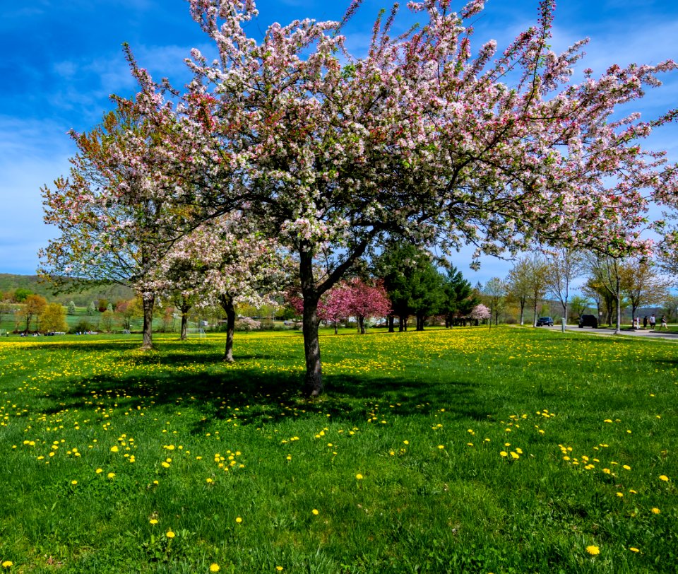 Tree Blossom Sky Spring