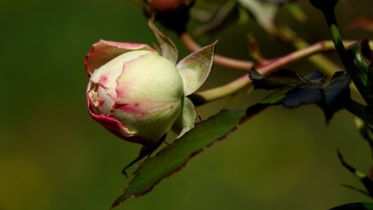 Plant Bud Flora Flower