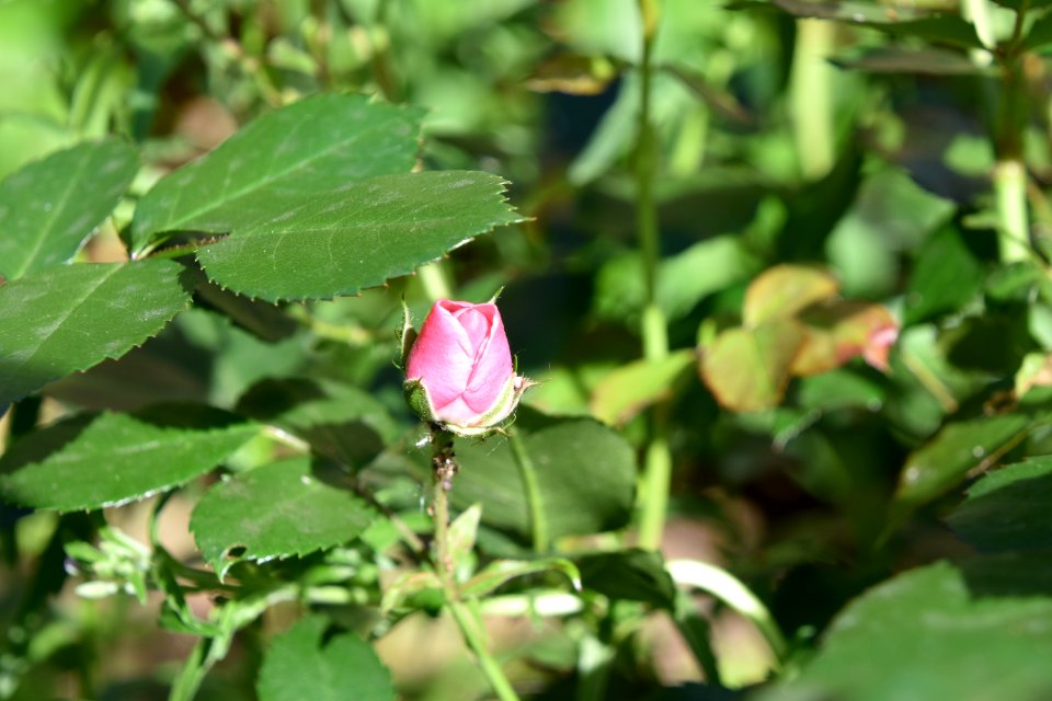 Plant Flower Flora Flowering Plant