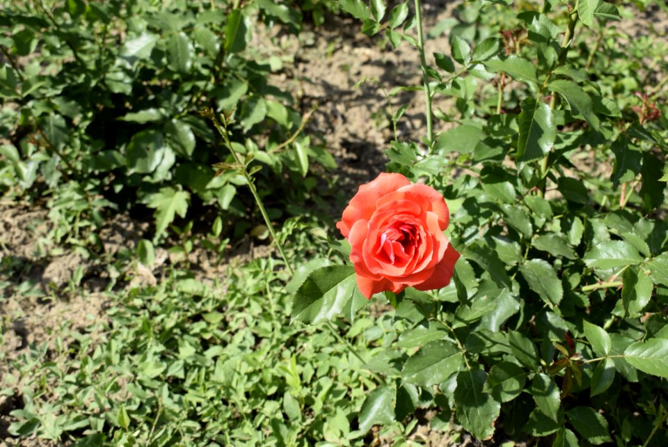 Flower Rose Family Rose Plant