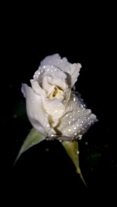 Flower White Rose Family Rose