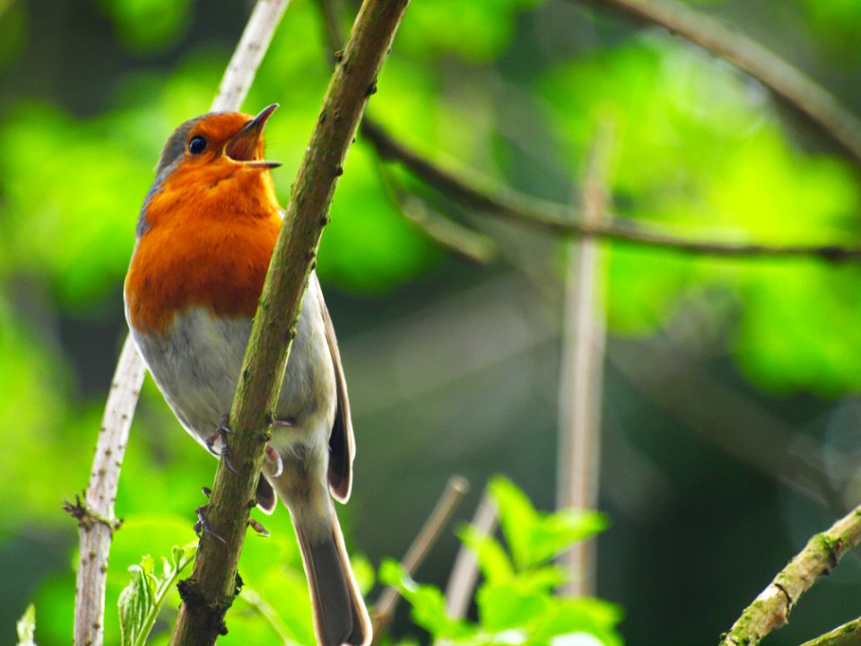 Bird Beak Fauna European Robin