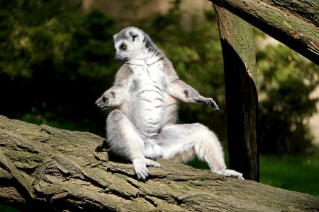 Fauna Wildlife Tree Lemur