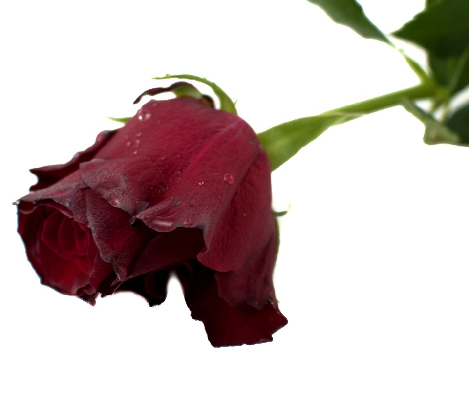 Flower Red Rose Family Plant