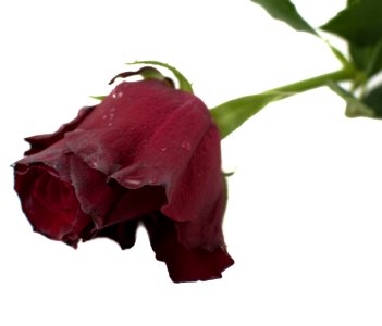Flower Red Rose Family Plant