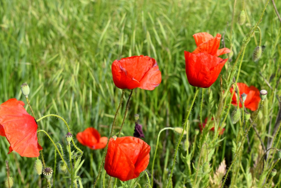 Flower Wildflower Field Meadow