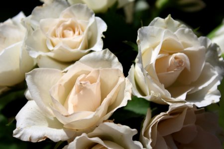 Flower Rose Rose Family White