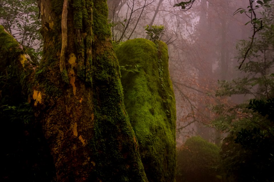 Nature Vegetation Nature Reserve Forest