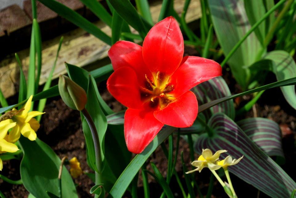 Flower Plant Flowering Plant Flora
