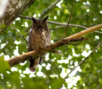 Bird Owl Beak Fauna