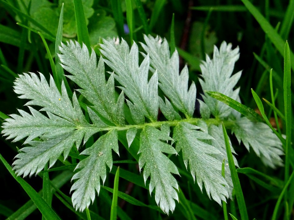 Plant Leaf Cicely Grass
