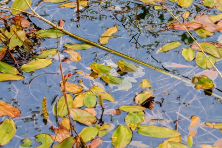 Leaf Water Yellow Flora photo