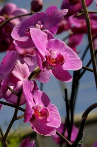 Flora Flower Plant Pink photo