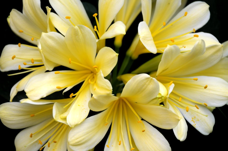 Flower White Yellow Flora