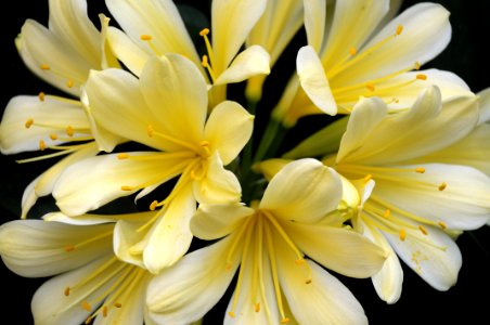 Flower White Yellow Flora