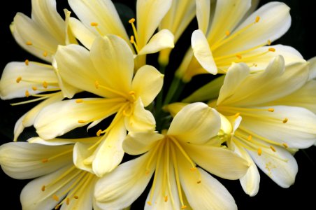 Flower White Yellow Flora photo